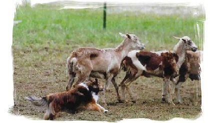 scan0013.jpg