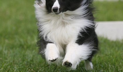 heidiflyball1